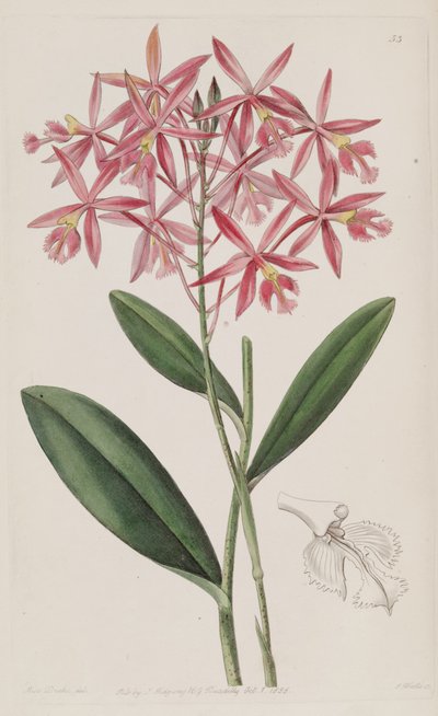 Epidendrum Macrocarpum (as syn. Epidendrum Schomburgkii) by Miss Drake